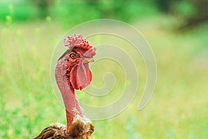 Naked neck chicken as free range. domestic bird on blurred background