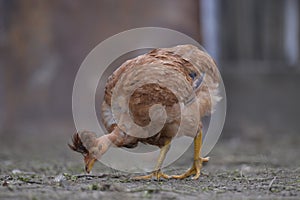 Naked neck chicken eating