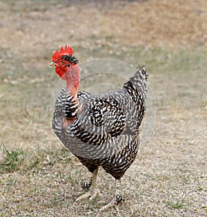Naked Neck Chicken photo