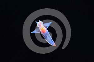 Naked Sea Butterfly or Sea Angel ( Common Clione)