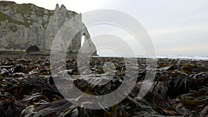 Naked seaweed at low tide on the background of rocks. Etretat. France. December 2016