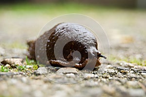 Naked Snail on the road