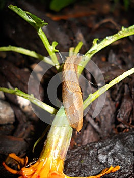 Naked snails