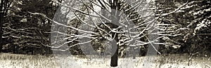 Naked snowed tree