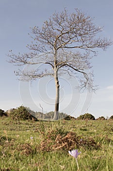 Naked tree