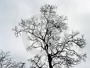 Naked tree photo