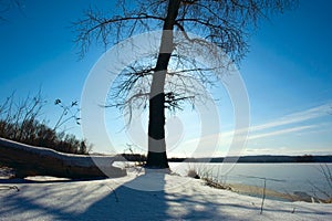 Naked tree against sun in winter
