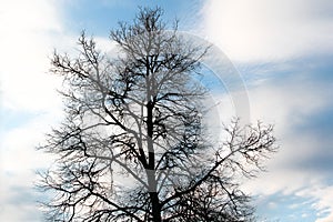 Naked tree at Bernardinai Garden Bernardinu sodas with clouds on the background, Vilnius Lithuania