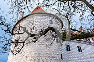 Naked tree branch before the tower of the newest part of Bauska Castle