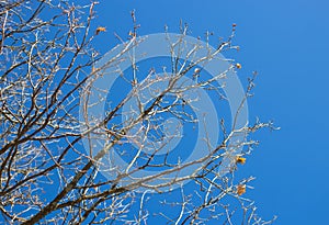 Naked tree branches against sky