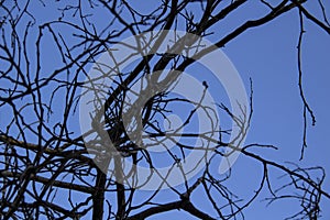 Naked Tree Branches On A Blue Background. Tree branches against blue background