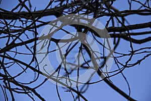 Naked Tree Branches On A Blue Background. Tree branches against blue background