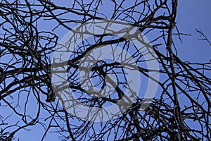 Naked Tree Branches On A Blue Background. Tree branches against blue background