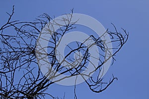 Naked Tree Branches On A Blue Background. Tree branches against blue background