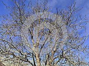 Naked tree branches reaching up to the sky