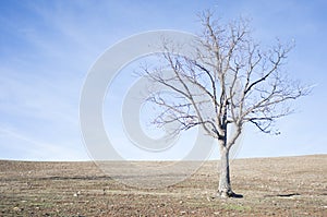 Naked tree on dry land