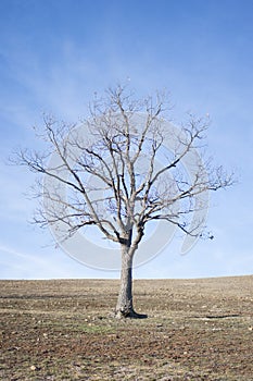 Naked tree on dry land