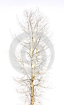 Naked Tree on Isolated White Background