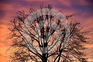 Naked tree over bloody sky