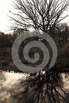 Naked Tree Reflected in Ripply Water of DuPage River