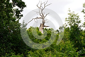 Naked tree Sherwood Forest