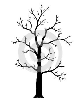 Naked tree. Silhouette of dead trees isolated on white background. Black and white. vector illustration