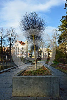 Naked trees in an autumn, sunny day