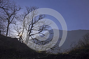 Naked trees and branches with morning sun