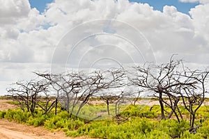 Naked trees and bushes at desert