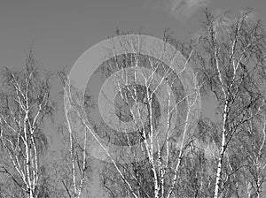 Naked trees in detail background