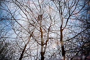 Naked trees reflected in pool