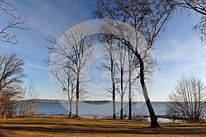 Naked Trees on a Sunny Winter Day