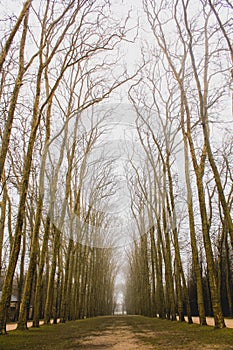 Naked trees in the winter in the city of Versailles, France