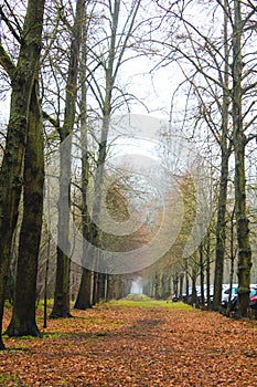 Naked trees in the winter in the city of Versailles, France