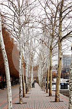 Naked trees during winter in Hoboken, New Jersey