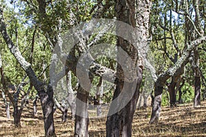 Naked trunks after cork harvest or saca photo