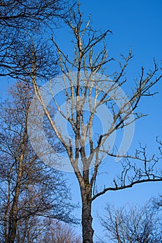 A naked winter tree without leaves with a clear blue sky background. Picture from Scania, Sweden