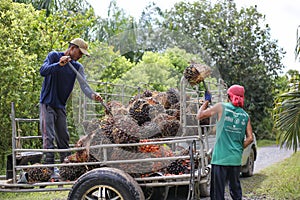 Nakhon Si Thammarat, Thailand. Nov 1, 2020. men shovel harvest of palm oil, Workers  arrange the oil palm fruits from A tractor