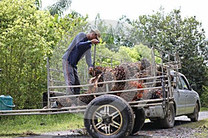 Nakhon Si Thammarat, Thailand. Nov 1, 2020. men shovel harvest of palm oil, Workers  arrange the oil palm fruits from A tractor