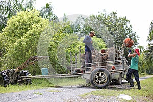 Nakhon Si Thammarat, Thailand. Nov 1, 2020. men shovel harvest of palm oil, Workers  arrange the oil palm fruits from A tractor