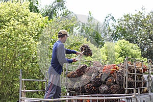 Nakhon Si Thammarat, Thailand. Nov 1, 2020. men shovel harvest of palm oil, Workers  arrange the oil palm fruits from A tractor