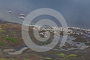 Nakuru lake