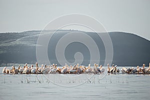 NakuruBig group of flamingos and pelicans, lake (Kenya)