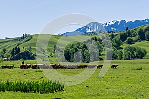 Nala raises the altitude of the grassland