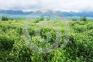 Nalati grassland