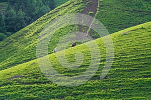 Nalati grassland with the blue sky