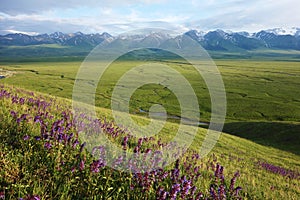 Nalati grassland with snow mountains