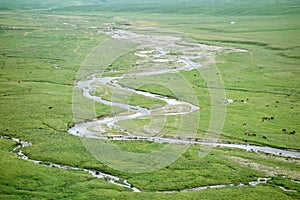 Nalati grassland in summer