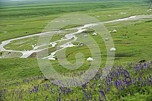 Nalati grassland in summer