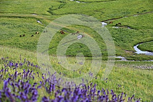 Nalati grassland in summer photo